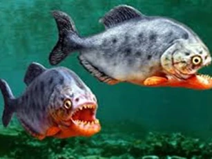 CLIP: Chiến thuật săn mồi 'có một không hai' của cá hổ Piranha