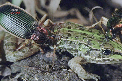 CLIP: Cuộc chiến dưới nước của ếch và bọ cánh cứng epomis