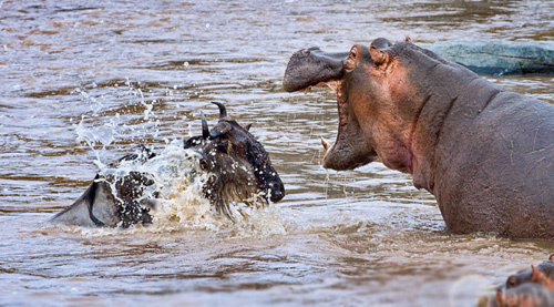 Hà mã ăn thịt linh dương đầu bò - Khó tin nhưng có thật