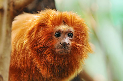 CLIP: Khỉ sư tử vàng Tamarin - 'Ông bố' tận tụy bậc nhất trong thế giới động vật