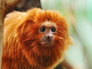 CLIP: Khỉ sư tử vàng Tamarin - 'Ông bố' tận tụy bậc nhất trong thế giới động vật