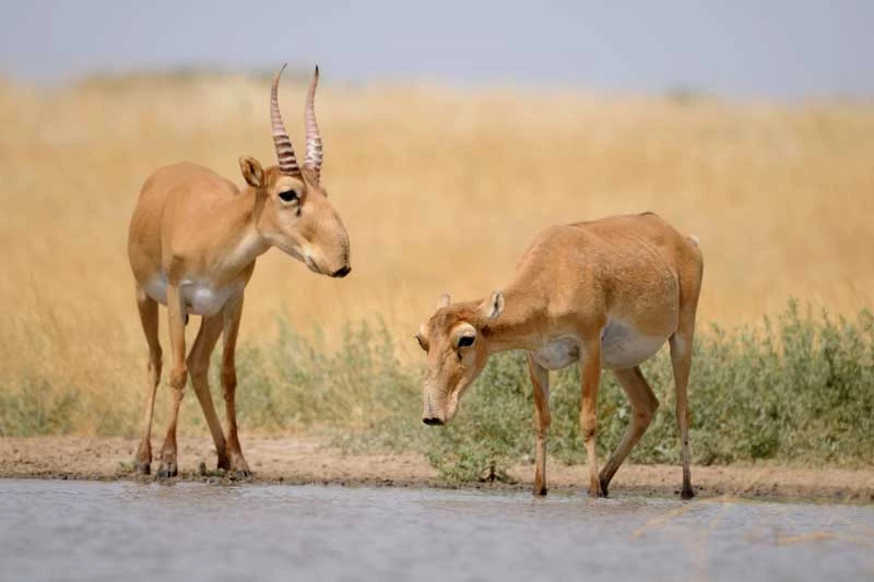 Linh dương Saiga.