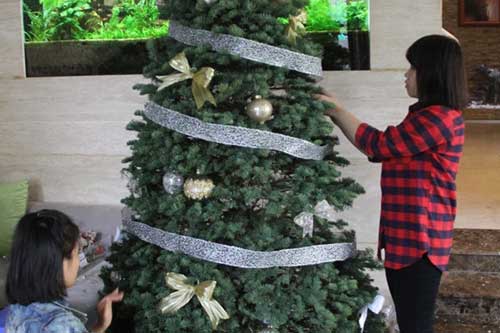 Chưa tới Noel người dân Hà Nội đã săn lùng thông tươi về cắm