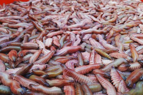 Ở Việt Nam có 1 loại thực phẩm được ví là "rồng đất", không chỉ làm món ăn mà còn dùng để chữa bệnh