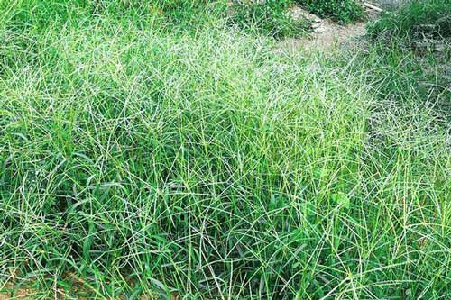 Kỳ lạ loài cây nhổ không sạch, phun thuốc sâu không hết, nhưng lại là thuốc quý để sáng mắt, sạch phổi