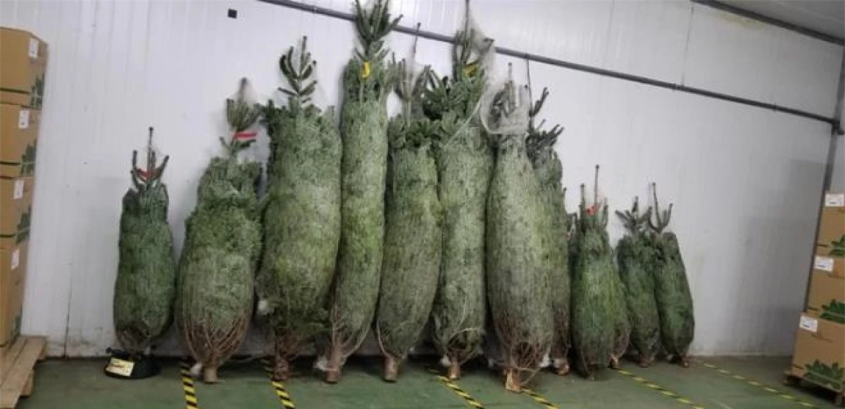 Thời điểm này, thị trường trang trí Giáng sinh đã rộn ràng khắp "chợ mạng". Trong đó, cây thông Noel được rao bán nhiều nhất, với đủ loại, bao gồm cả cây tươi nhập khẩu từ châu Âu. (Ảnh: VTC News)