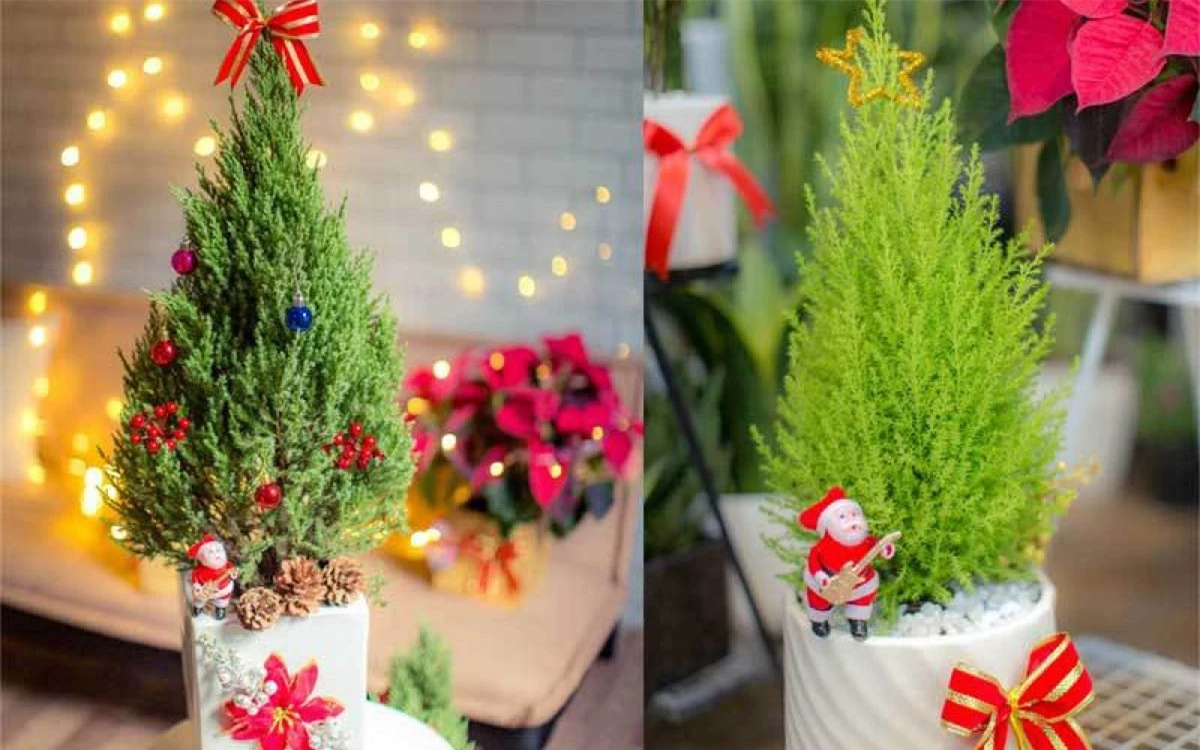 Bên cạnh tùng thơm, cây tùng tuyết cũng được nhiều người tiêu dùng tìm mua trong dịp Giáng sinh năm nay. Loại cây này có giá bán khoảng 550.00 - 600.000 đồng, bao gồm cây, đồ trang trí và đèn led. (Ảnh: Afamily)./.