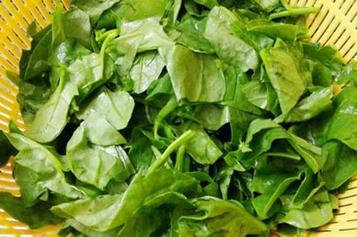 Lợi ích "vàng" của rau mồng tơi ai lười ăn rau này phải tiếc "hùi hụi"