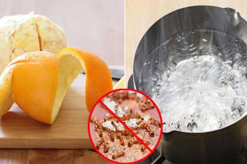 Tuyệt chiêu đuổi kiến không cần dùng hóa chất, ai cũng làm được