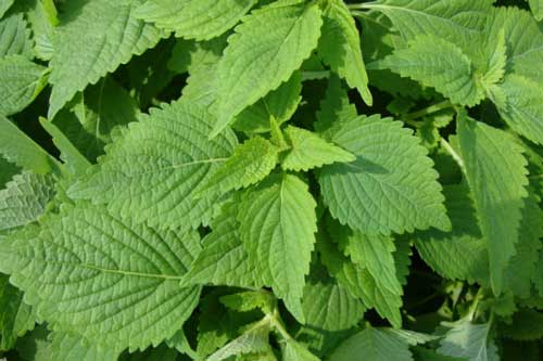 Trị rôm sảy an toàn cho trẻ nhỏ chỉ bằng nguyên liệu thiên nhiên