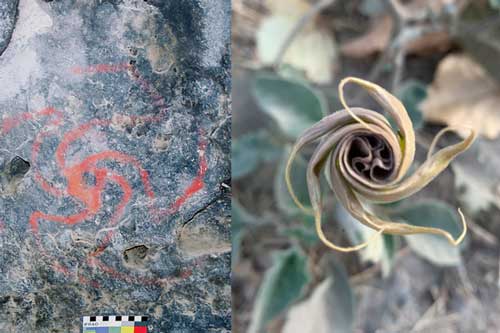 Rùng mình "chong chóng máu" tiết lộ ma dược cổ xưa nhất thế giới