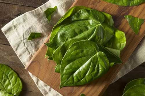 Lá trầu không và công dụng thần kỳ trong điều trị bệnh phụ khoa