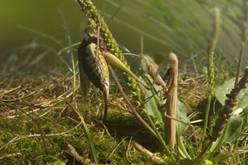 CLIP: Bọ ngựa 'giận tím người' khi bị dế bụi 'hớt tay trên'