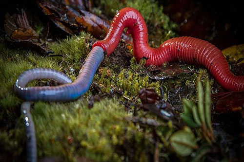 CLIP: Xem đỉa đỏ nuốt chửng giun khổng lồ trong chớp mắt