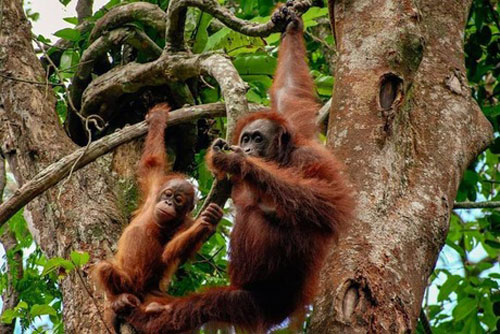 CLIP: Đười ươi mẹ dạy con cách sinh tồn trong rừng mưa nhiệt đới