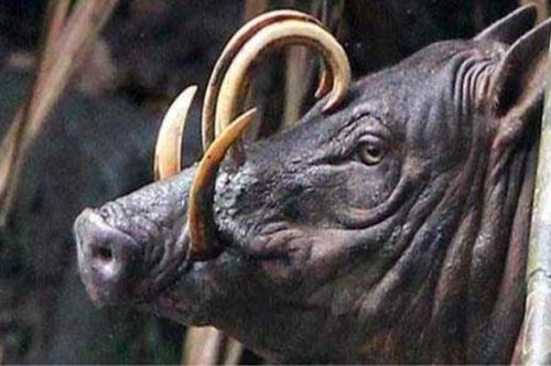 CLIP: Babirusa - Loài lợn 'lai' hươu sở hữu ngoại hình kỳ lạ bậc nhất trên Trái Đất