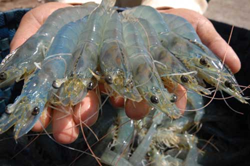 Cách nhận biết tôm sạch và tôm 'ăn no' tạp chất