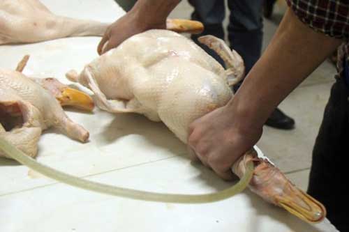 Cách nhận biết thịt gà, thịt vịt bị bơm nước