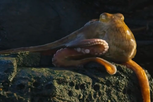 CLIP: Cua biển thoát khỏi án tử một cách khó tin khi gặp phải 'sát thủ'