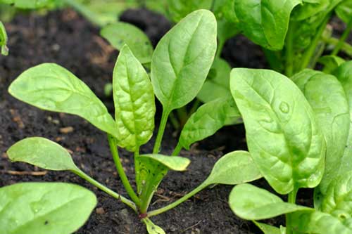 Kỹ thuật trồng cây cải bó xôi tại nhà cho trẻ ăn dặm cực tốt