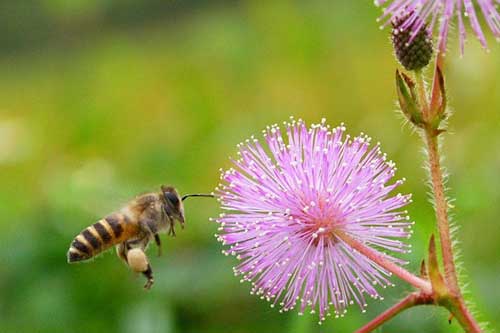 Hết mất ngủ, đau nhức xương khớp nhờ bài thuốc từ loại hoa này