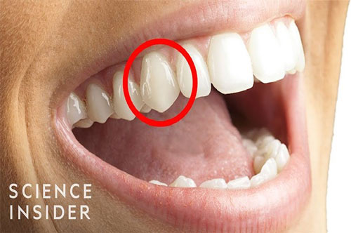 CLIP: Răng nanh của con người có nguồn gốc từ đâu?