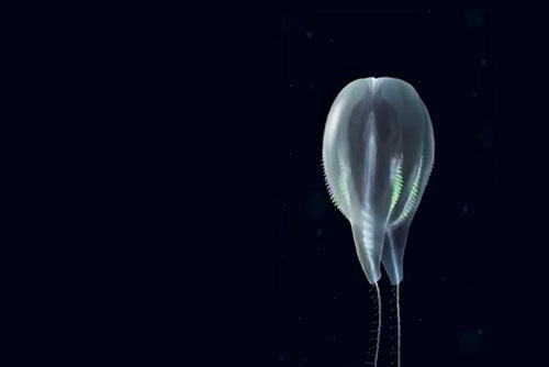 CLIP: Duobrachium sparksae - "Quả bóng bay" mới được phát hiện dưới đáy biển