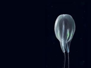 CLIP: Duobrachium sparksae - "Quả bóng bay" mới được phát hiện dưới đáy biển