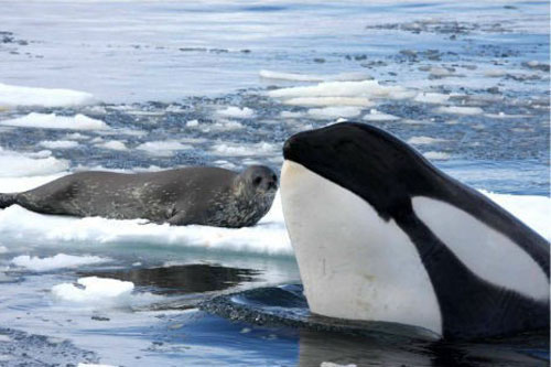 Khám phá nơi lạnh nhất trái đất, lãnh địa riêng của 3 loài vật