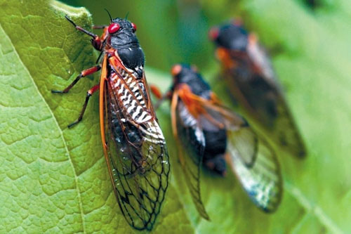 CLIP: Hàng triệu con ve sầu 'trỗi dậy' sau 17 năm nằm dưới lòng đất