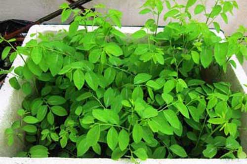 Kỹ thuật trồng cây rau ngót trong thùng xốp tuơi tốt quanh năm