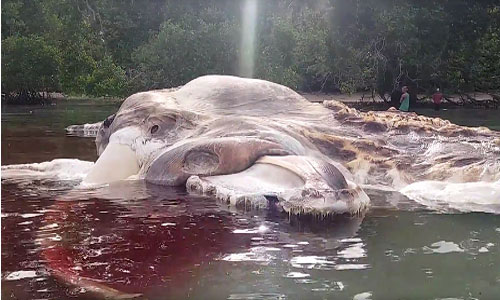 Xác quái vật khổng lồ bí hiểm trên bờ biển Indonesia