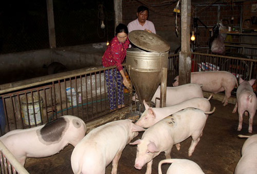 'Vựa heo' lớn nhất miền Trung gượng dậy sau dịch tả lợn châu Phi