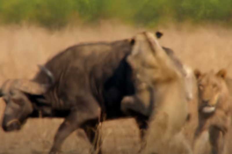 CLIP: Trâu rừng quyết chiến với 3 con sư tử giành mạng sống