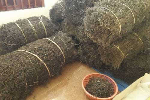 Thạch đen sắp được xuất khẩu chính ngạch sang Trung Quốc