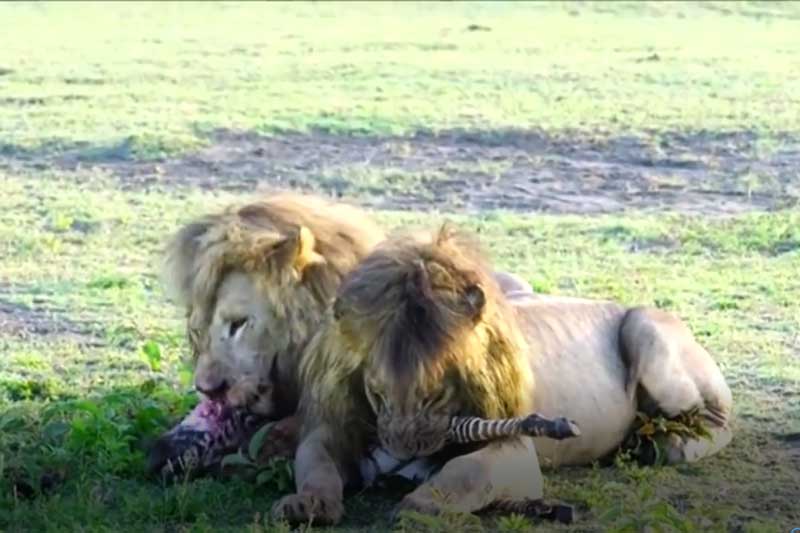 CLIP: Vừa mới chào đời, ngựa vằn đã bị sư tử ăn thịt