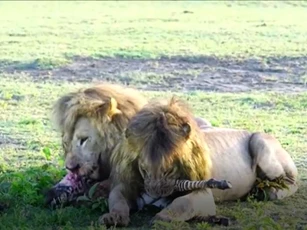 CLIP: Vừa mới chào đời, ngựa vằn đã bị sư tử ăn thịt