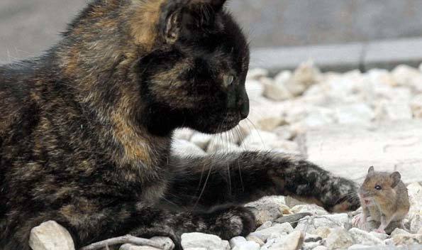 Cảnh mèo kết bạn với chuột siêu đáng yêu