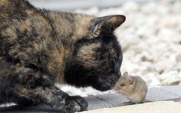 Ngược đời cảnh mèo kết bạn với chuột