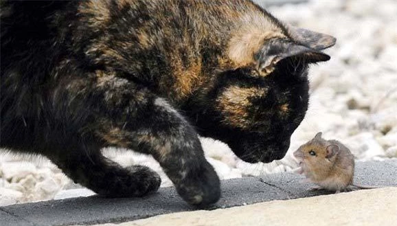 Ngược đời cảnh mèo kết bạn với chuột
