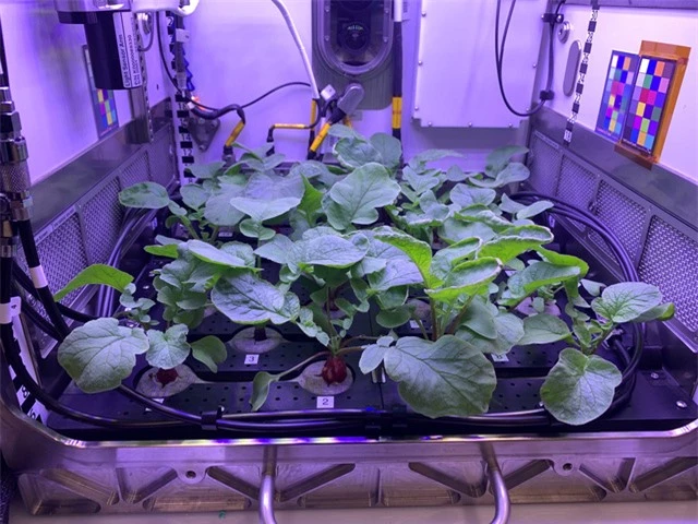 Phi hành gia... thu hoạch củ cải trên trạm ISS - Ảnh 2.