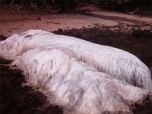 Bí ẩn quái vật lông lá dạt lên bờ biển Philippines