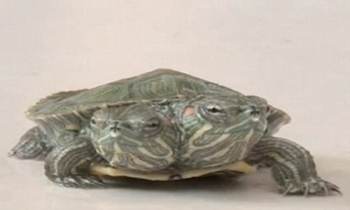 Rùa có 2 đầu chào đời ở Trung Quốc