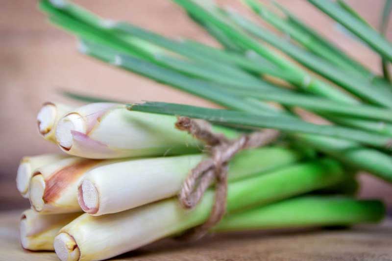 Mất ngủ đến mấy cũng ngủ ngon, ngủ sâu tới sáng nhờ dùng sả theo cách này