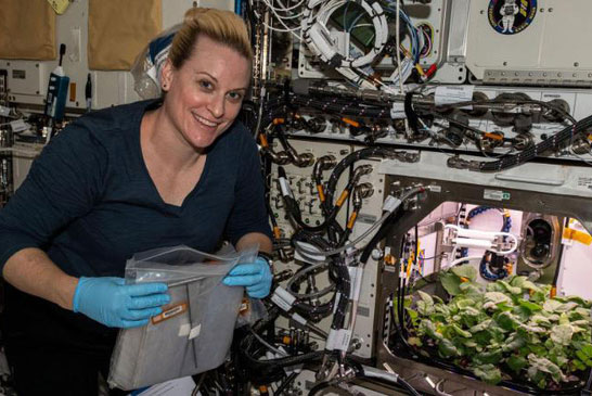 Phi hành gia... thu hoạch củ cải trên trạm ISS