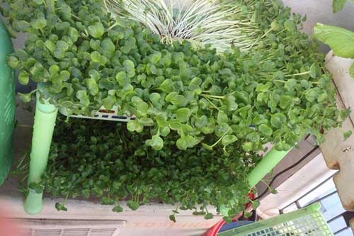 Tuyệt chiêu trồng rau mầm giòn ngọt, sạch sẽ ăn đã miệng ngày đông