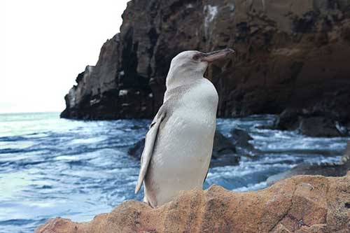 Xuất hiện chim cánh cụt trắng cực kỳ quý hiếm