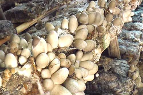 Kỹ thuật trồng nấm rơm cho năng suất cao