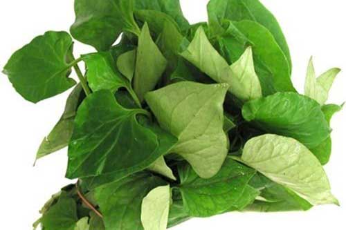 Cách chữa ho bằng rau diếp cá đơn giản, hiệu quả