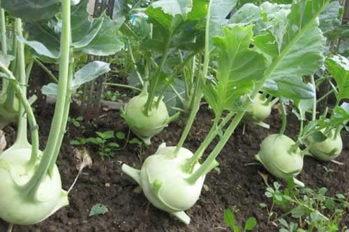 Nên trồng rau củ gì vào mùa thu đông lạnh giá?